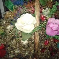 چنار سپیدار هیزم