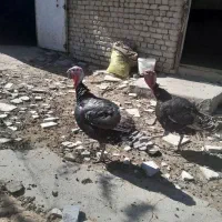 2 عدد بوقلمون نر