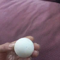 سنگ اسیاب|کلکسیون اشیاء عتیقه|مشهد, بهمن|دیوار