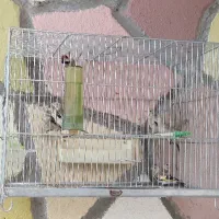جوجه سهره ۶ عدد نر