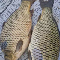 ماهی تازه و زنده تیلاپیا خوشمزهترین ماهی موجود|ماهی|شاهرود, |دیوار