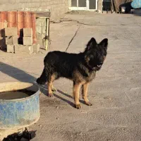 ژرمن شپرد اصل