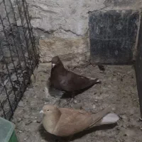 دم سفید و سینه سیاه