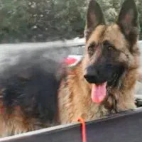 سگ ژرمن  ماده ۱۳ماهه