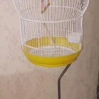 قفس عروس هلندی