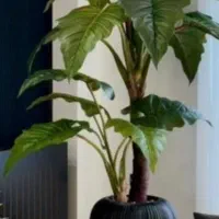 الکلزیادرختچه