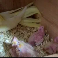 جفت عروس لوتینو مولد به شرط فیلم و عکس|پرنده|ساری, |دیوار