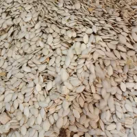 تخمه کدو خارجی|خوردنی و آشامیدنی|هشترود, |دیوار