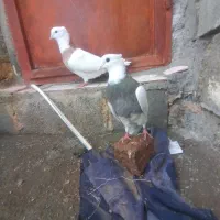 طوقیماده|پرنده|صحنه, |دیوار