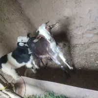 بز و بزغاله