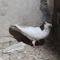 کفتر صید|پرنده|تایباد, |دیوار