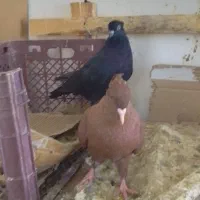 کبوتر کرمانشاه ، زاغ دمسفید|پرنده|شهریار, شهرک بهاران (ویره)|دیوار