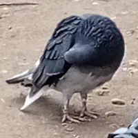 کبوتر|حیوانات|بکتاش, |دیوار