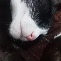 واگذاری گربه رایگان|گربه|قائم‌شهر, |دیوار