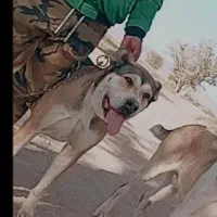 ۱عدد ماده|سگ|عطاملک, |دیوار