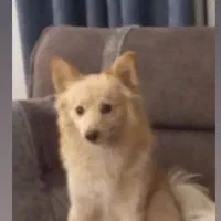 سگ پامر اشپیتز دو ساله واکسن خورده