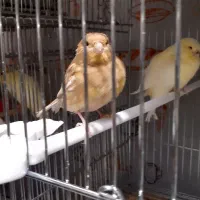 جوجه قناری دوماهه و یکماهه فائو چشم شرابی