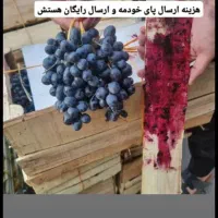 انگور شانی دیم سردشت کردستان سیاه انگورشانی سفیدبی|خدمات باغبانی و درختکاری|تهران, میدان میوه و تره‌بار مرکزی|دیوار