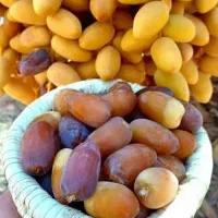 رطب وخرمای کبکاب بهبهان