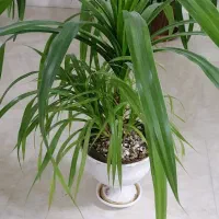 گل پاندانوس