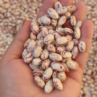 لوبیاچیتی