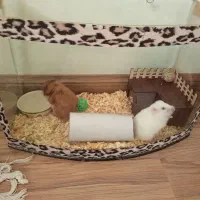 همستر با پو سال غذا