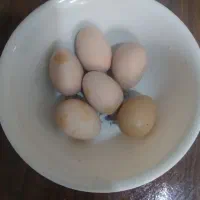 تخم مرغ برهما