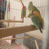 طوطی برزیلی زیبا|پرنده|صدرا-فارس, فاز ۱|دیوار