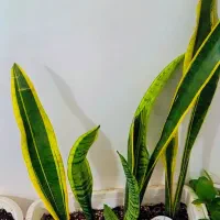 گل و گیاه|گل و گیاه طبیعی|فهرج, |دیوار