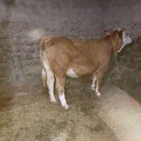 گاو سیمنتال فروشی