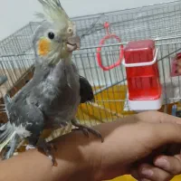 یک جفت عروس هلندی دستی مفت|پرنده|فولادشهر, B2|دیوار