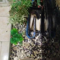 آکواریوم|ماهی|شوط, |دیوار