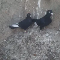 یه جفت قارا سیاه نرماده‌|پرنده|تاکستان, |دیوار