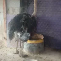 فروش شتر مرغ