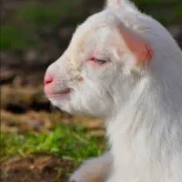 سلاخی بزوگوسفند