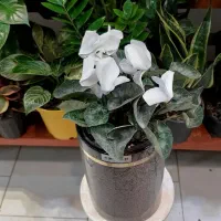 بنسای جنسینگ/بنسای فیکوس/گل آپارتمانی گیاه|گل و گیاه طبیعی|فردیس, فردیس|دیوار