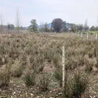 فروش-زمین-300-متری-داخل-طرح-در-چماچا