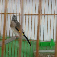 سقا|پرنده|کرمان, |دیوار