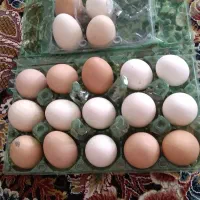 تخم مرغ رسمی نطفه دار تازه