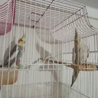 عروس هلندی نر وماده