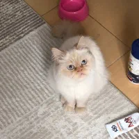 گربه پرشین ماده