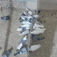۲۰ عدد کبوتر دونه ۱۵۰روح هم دوتاشونی مال خودم هست