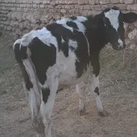 گاو ، گوساله ماده