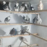 فروش کبوتر