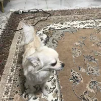سگ شیواوا|سگ|تهران, آذری|دیوار