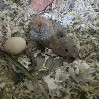 جوجه برزیلی 20روزه، مقطوع،معاوضه خیر|پرنده|شیراز, سینما سعدی|دیوار