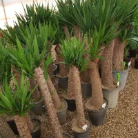 فروش گل گیاه آپارتمانی (هایپرگل)