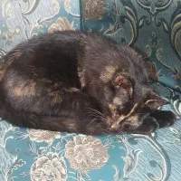 رایگان ۴ ماهه مهربان خونگی