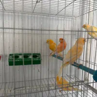 قناری پرتقالی