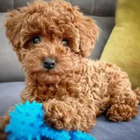 توی پودل وارداتی اورجینال رنگ رد قرمز ماده